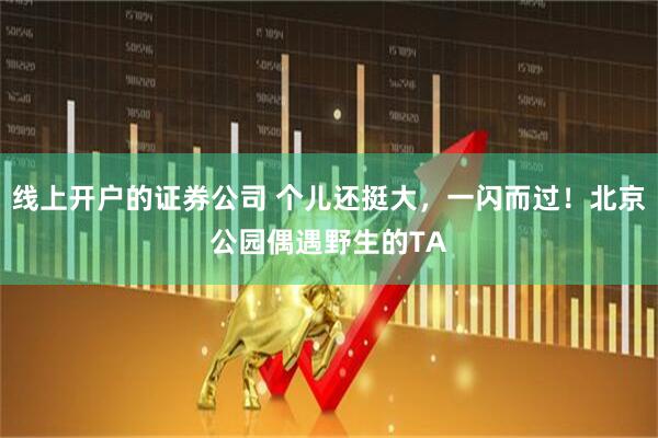 线上开户的证券公司 个儿还挺大，一闪而过！北京公园偶遇野生的TA