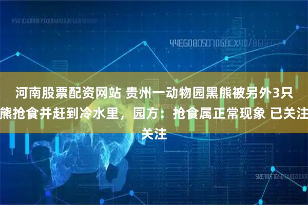 河南股票配资网站 贵州一动物园黑熊被另外3只熊抢食并赶到冷水里,园方:抢食属正常现象 已关注